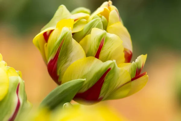 Yellow Green White Magenta Colored Tulip Flower Close Using Shallow — Stock Photo, Image