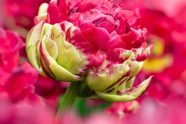Gesättigte Magenta Und Gelb Gefärbte Tulpenblüten Nahaufnahme Mit Flachem Fokus — Stockfoto