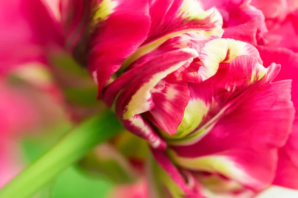 Gesättigte Magenta Und Gelb Gefärbte Tulpenblüten Nahaufnahme Mit Flachem Fokus — Stockfoto