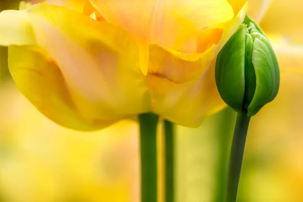 Gesättigte Gelbe Papageientulpenblume Mit Grünem Burgeon Nahaufnahme Mit Flachem Fokus — Stockfoto