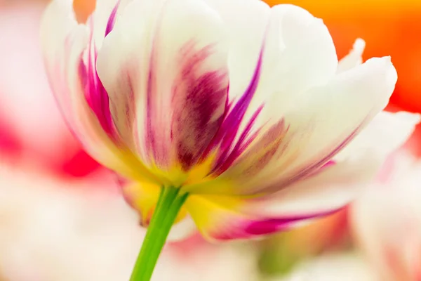 Weiße Und Lila Papageientulpenblüten Nahaufnahme Mit Seichtem Fokus Bei Sanftem — Stockfoto