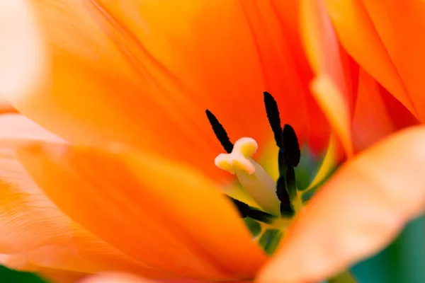Korallrosa Tulip Blomma Med Ståndare Närbild Med Grunt Fokus Dämpad — Stockfoto