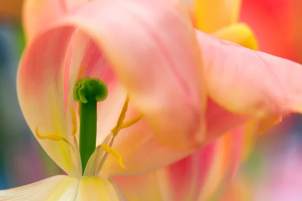 Pink Tulip Petals Stamen Close Using Shallow Focus Soft Lighting — Stock Photo, Image