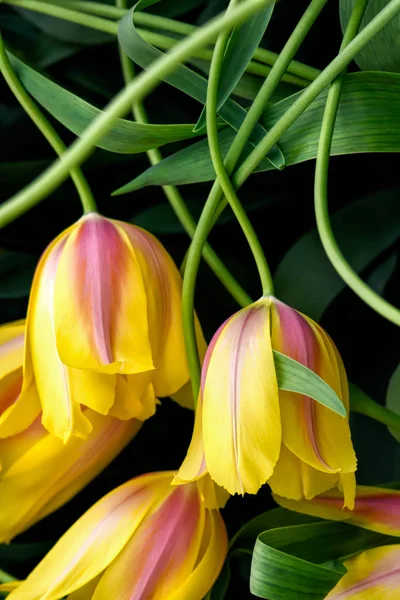 Jaune Avec Des Fleurs Tulipe Rose Gros Plan Utilisant Une — Photo