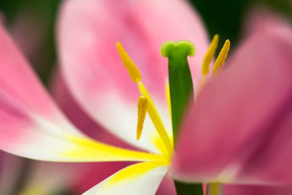 Rosa Tulpenblüte Nahaufnahme Mit Grünen Staubgefäßen Inneren Mit Seichtem Fokus — Stockfoto