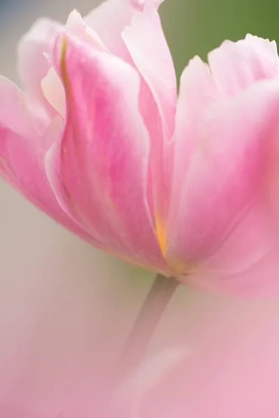 Rosa Tulpenblüte Nahaufnahme Mit Seichtem Fokus Weichem Licht Weich Und — Stockfoto