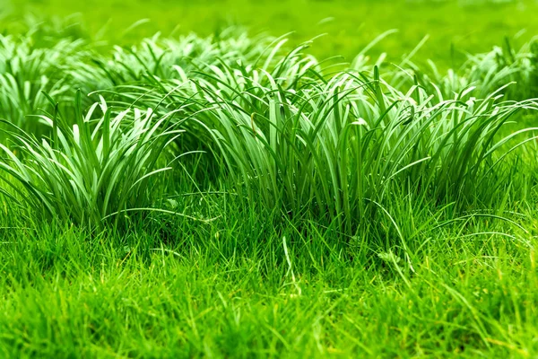 春の緑の草の芽のマクロ 緑の草の自然な背景 — ストック写真