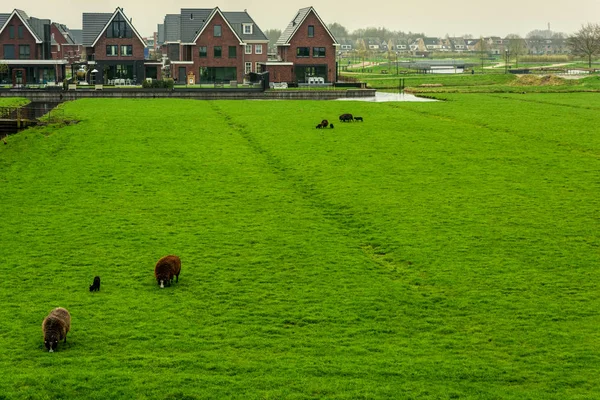 アイントホーフェン オランダの自治体のオランダの農場近くの牧草地に羊が放牧されて コピー スペース — ストック写真