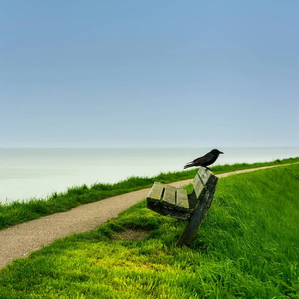 Černá Vrána Sedí Dřevěné Lavici Výhledem Moře Pobřežní Stezce Pojem — Stock fotografie