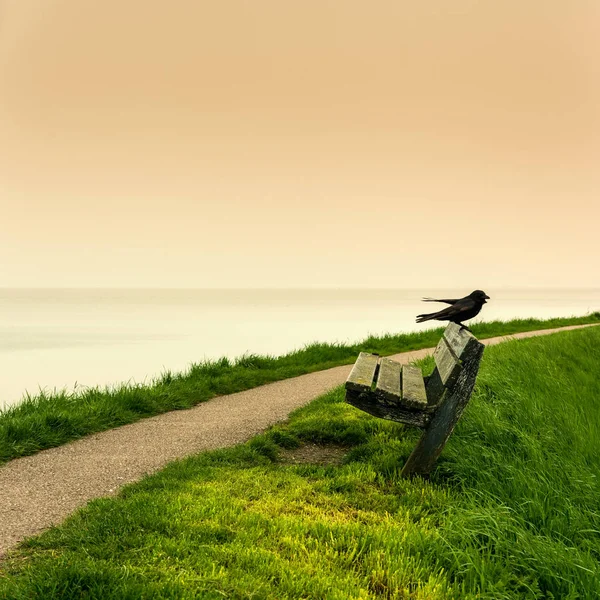 Černá Vrána Sedí Dřevěné Lavici Výhledem Moře Pobřežní Stezce Při — Stock fotografie