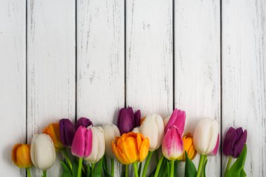 Beyaz ahşap zemin üzerinde güzel çeşitli renklerde laleler. Görünümü en çok, uzay kopyalayın. Metin için yer. Kartpostal şablonu. Bahar çiçekleri kavramı. Mutlu anneler, Sevgililer, Dünya Kadınlar günü.