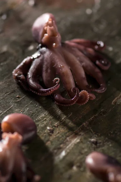 Kleiner Oktopus Auf Einem Steintischhintergrund Meeresfrüchte Hintergrund Blickwinkel Flach Dof Stockbild