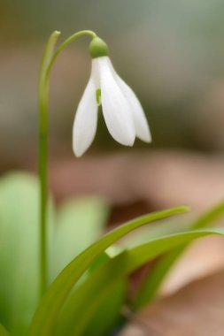 güzel kardelen çiçek