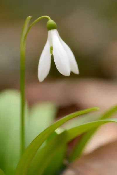 Schöne Schneeglöckchen Blumen Stockfoto