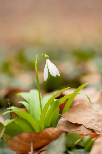 Beautiful snowdrop flowers Stock Picture