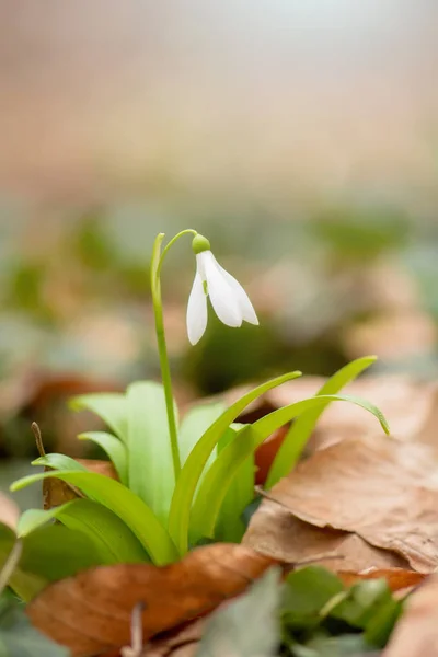 Beautiful snowdrop flowers Royalty Free Stock Images