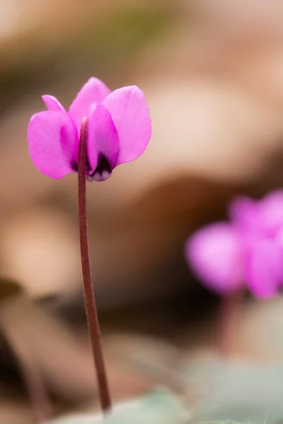 Leuchtend rosa Cyclamen Stockbild