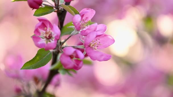 Flor de árbol de cangrejo salvaje asiático . — Vídeos de Stock