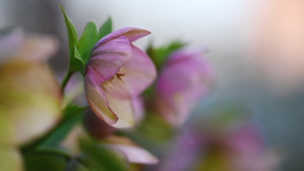 Flor de heléboro rosa, Helleborus niger — Vídeo de Stock