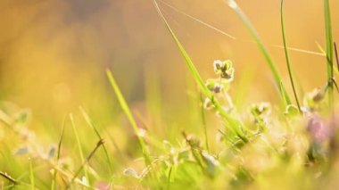 Bahar çimeni ve çiçek arka planı