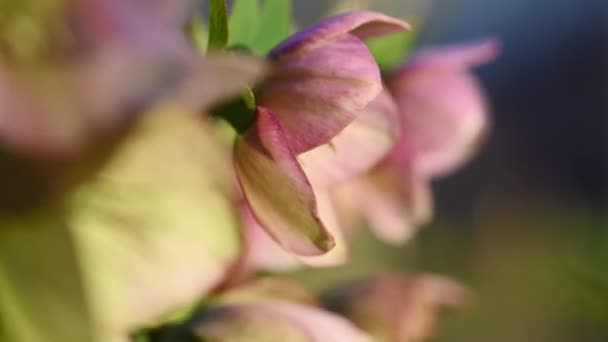 Pink Hellebore flower, Helleborus niger — стокове відео