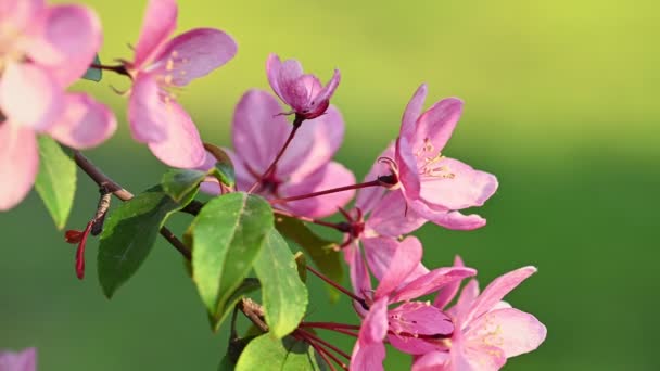 Asian wild crabapple tree blossom. — Stock Video