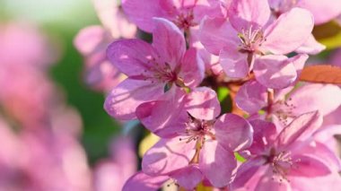 Asya yaban elması ağacı çiçeği.