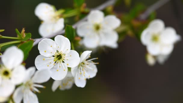 Blossoming cereja árvore ramo fundo — Vídeo de Stock