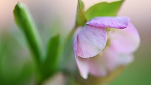 Różowy kwiat Hellebore, Helleborus niger — Wideo stockowe