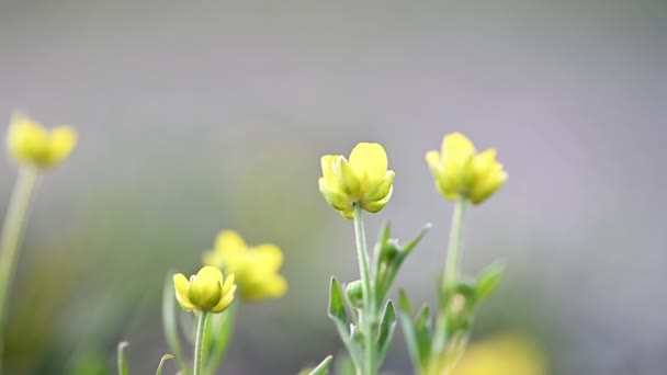 Žlutý máslový květ na jaře — Stock video