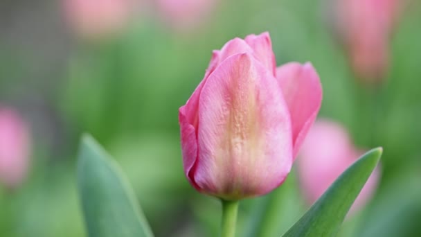 Różowy tulipan wiosną — Wideo stockowe