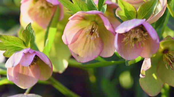 Pink Hellebore flower, Helleborus niger — стокове відео