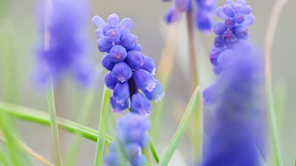 Zbliżenie niebieskich kwiatów Muscari. — Wideo stockowe