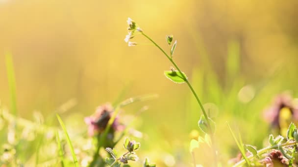 Printemps herbe et fleurs fond