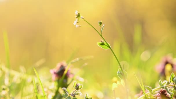 Primavera hierba y flores fondo — Vídeos de Stock