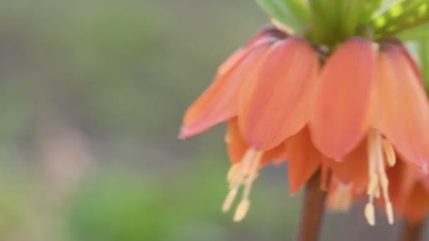 Crown Imperial Easter Lily Flower — Stock Video