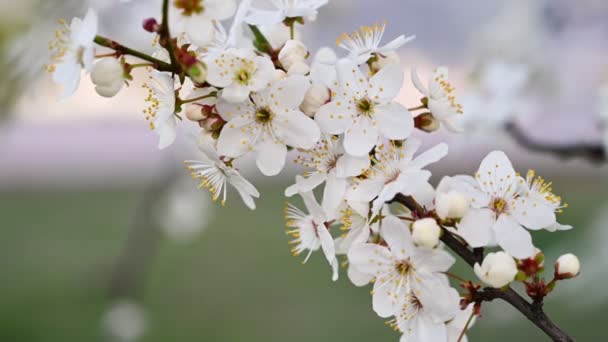 Flor de cerezo por la mañana — Vídeo de stock