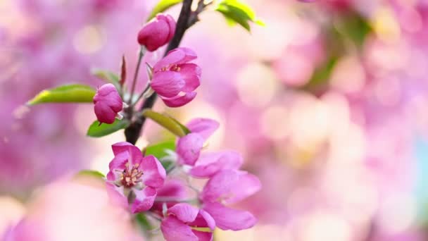 Flor de árbol de cangrejo salvaje asiático . — Vídeos de Stock