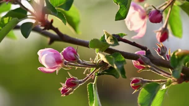 ピンクと白のリンゴの花 — ストック動画
