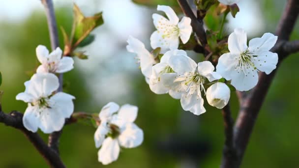 Белый весенний цветок естественный фон — стоковое видео