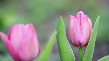 İlkbaharda pembe lale