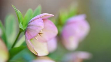 Pembe Yunan çiçeği, Helleborus niger