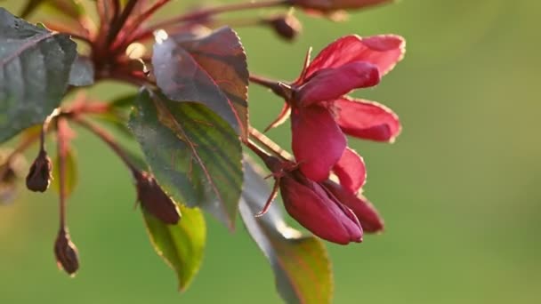 Rama de árbol de flor roja primavera — Vídeos de Stock