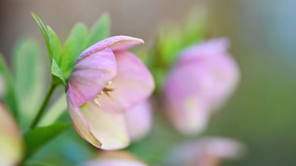 Rózsaszín Hellebore virág, Helleborus niger