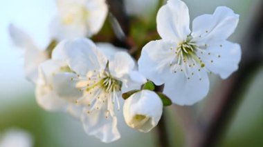 Beyaz bahar çiçekleri doğal arka plan