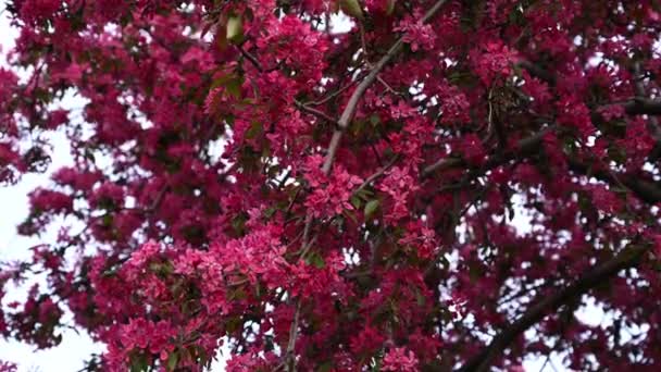 Red blossom on apple tree — Stock Video