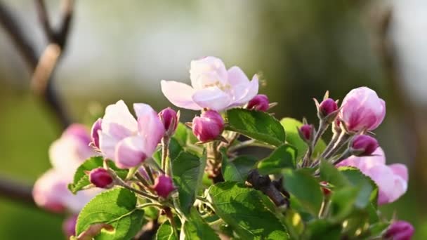 Kwiat różowego i białego jabłka — Wideo stockowe