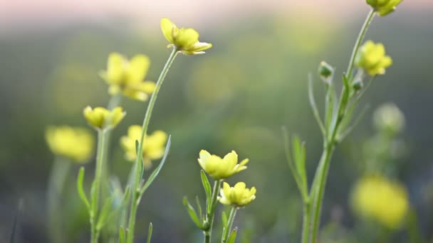 Flor de buttercup amarillo en primavera — Vídeo de stock