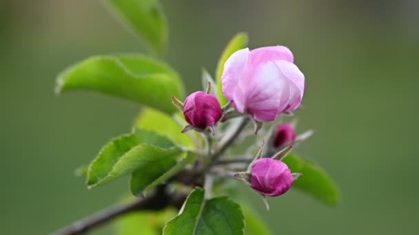 Рожевий і білий яблучний цвіт. — стокове відео