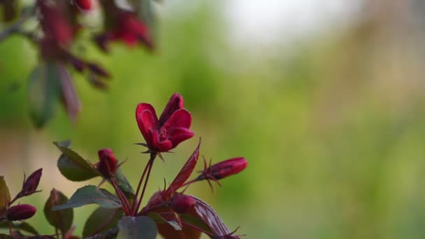 Röda blommor äpple träd gren — Stockvideo